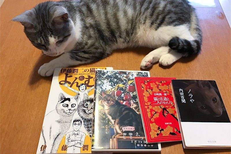 Xu hướng văn học mèo Nhật Bản: Từ làng văn học đến hiện tượng toàn cầu