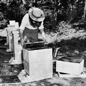 Sylvia Plath thư giãn bằng nuôi ong